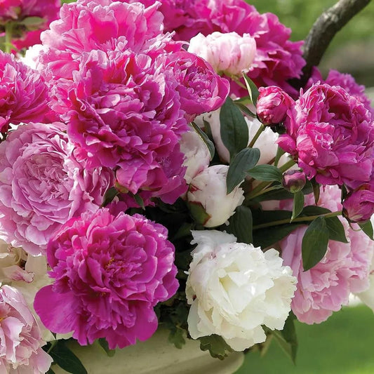 Peony Flower (Pack of 20)