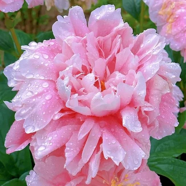 Peony Flower (Pack of 20)