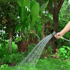 Peony Flower (Pack of 20)